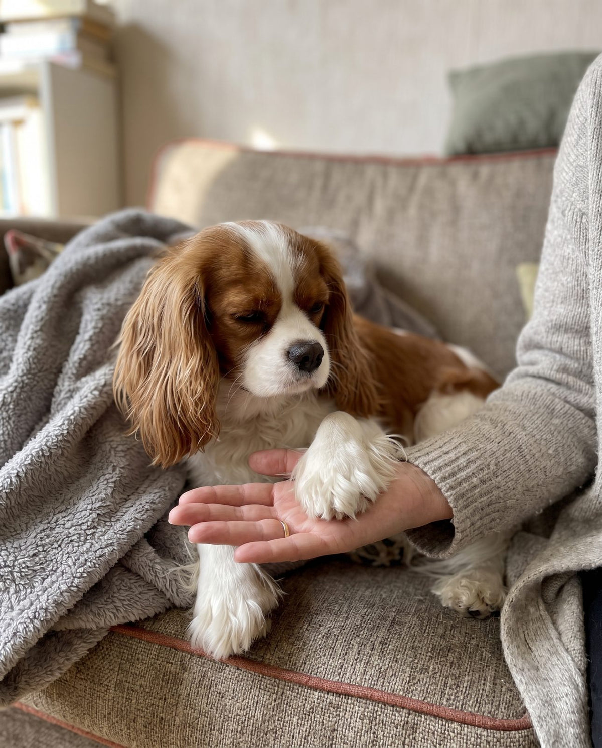 Chien serein sur un canapé pendant le soin des pattes
