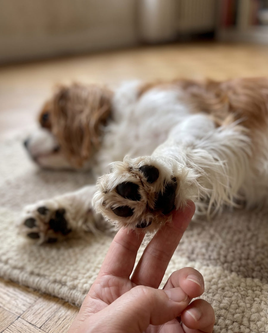 Coussinets de chien vus de près